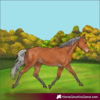 Horse Color:Silver Bay 