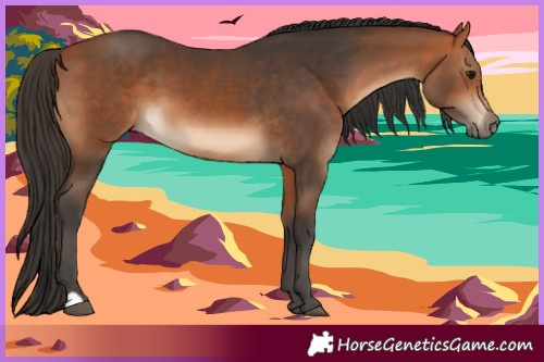 Horse Color:Bay  and Bay 