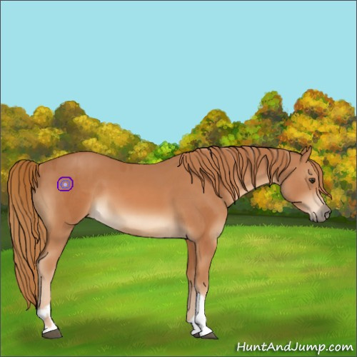 Horse Color:Chestnut  and Chestnut 