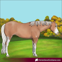 Horse Color:Silver Sable Champagne Sabino
