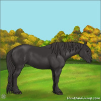 Horse Color:Smoky Black 