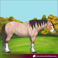 Horse Color:Bay Roan Splash 