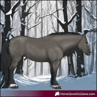 Horse Color:Grullo 
