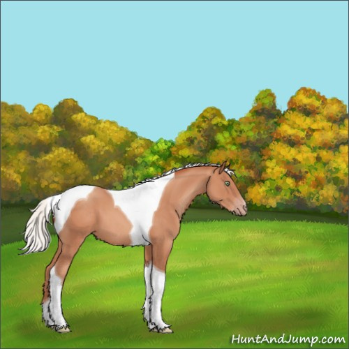 Horse Color:Silver Sable Champagne Tobiano 