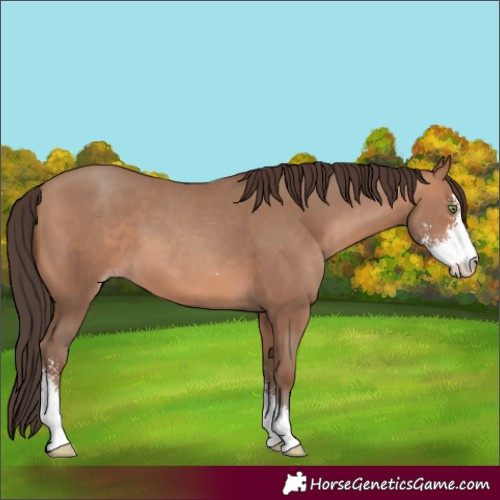 Horse Color:Sable Champagne Sabino 