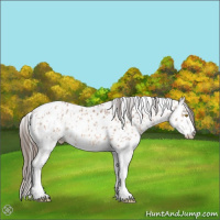 Horse Color:Amber Champagne Sabino Tobiano Appaloosa  and White Spotted Amber Champagne Tobiano Appaloosa 