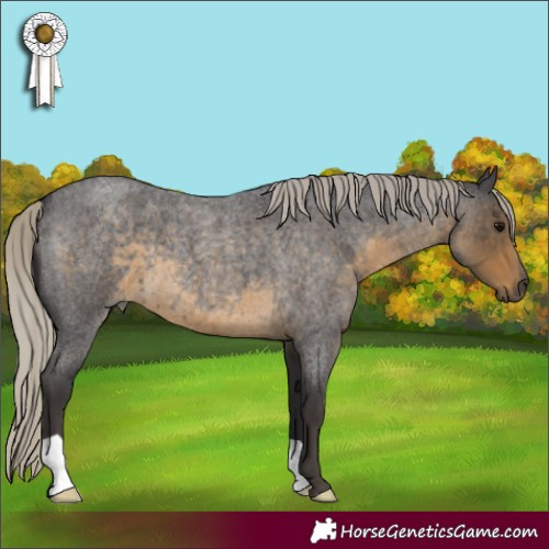 Horse Color:Silver Smoky Blue Roan 