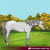 Horse Color:Grullo Ice Roan Appaloosa 