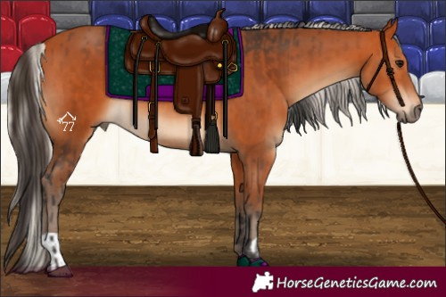 Horse Color:Bay and Silver Bay