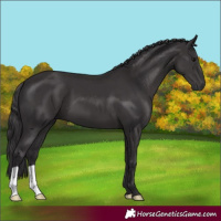 Horse Color:Smoky Black 