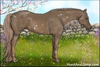 Horse Color:White Spotted Chocolate Palomino Rabicano