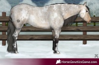 Horse Color:White Spotted Buckskin Roan Dun Rabicano