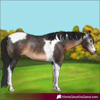 Horse Color:Gray Brown Tobiano Varnish Rabicano 