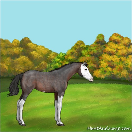 Horse Color:Brown Roan Splash 