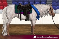 Horse Color:White Spotted Silver Blue Roan