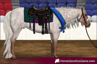 Horse Color:White Spotted Silver Blue Roan 
