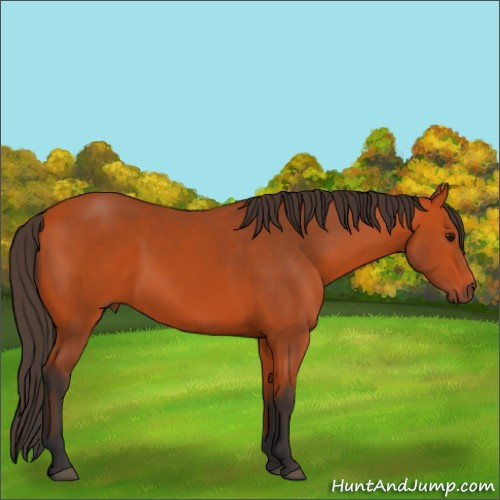 Horse Color:Bay 
