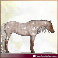 Horse Color:White Spotted Silver Blue Roan 