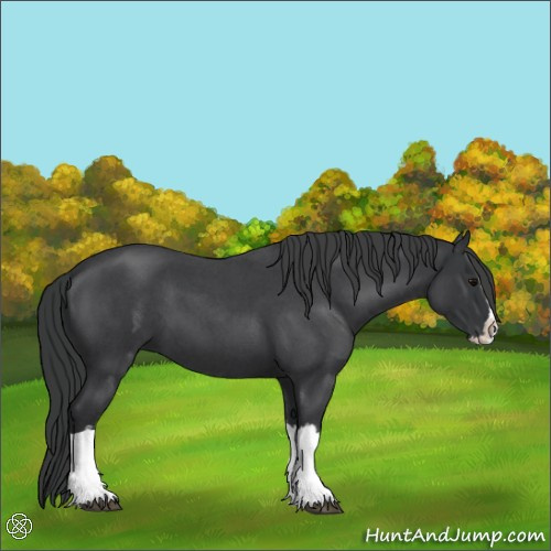 Horse Color:Blue Roan Splash