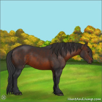 Horse Color:Brown 
