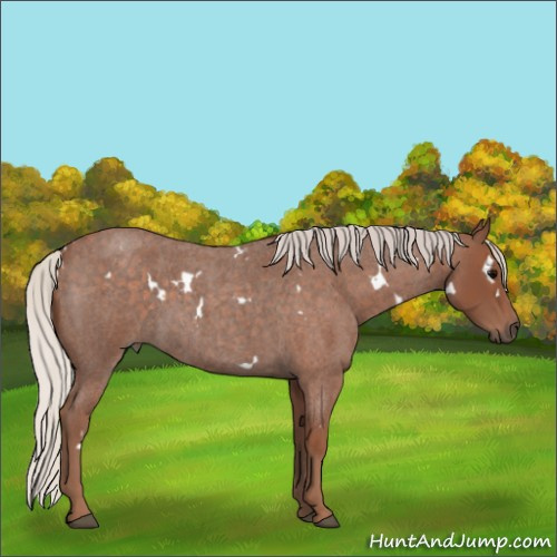 Horse Color:White Spotted Silver Blue Roan 