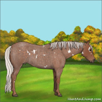 Horse Color:White Spotted Silver Blue Roan 