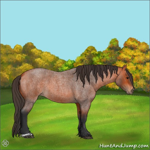 Horse Color:Bay Roan 