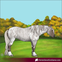 Horse Color:White Spotted Silver Blue Roan 