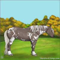 Horse Color:White Spotted Silver Blue Roan 