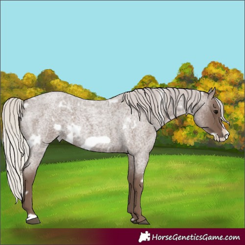 Horse Color:White Spotted Silver Blue Roan Frame 