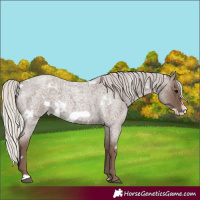 Horse Color:White Spotted Silver Blue Roan Frame