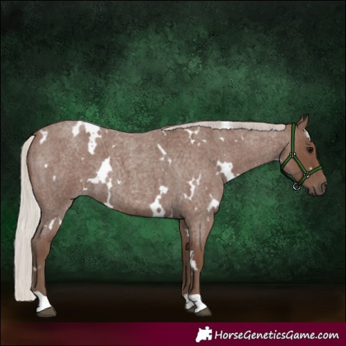 Horse Color:White Spotted Silver Blue Roan 