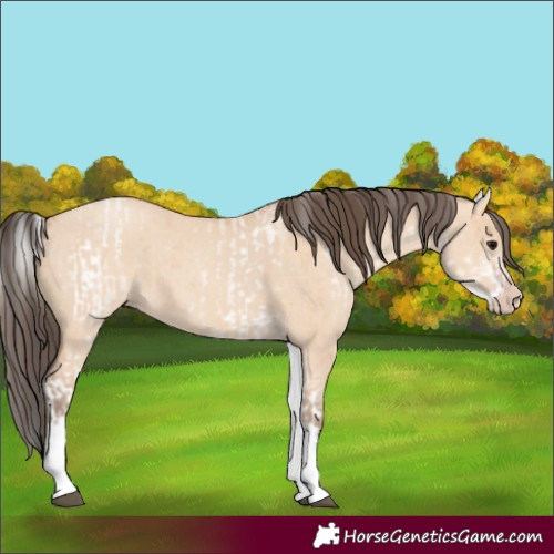 Horse Color:White Spotted Bay Dun Rabicano and White Spotted Amber Champagne Dun Rabicano
