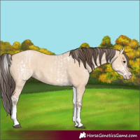 Horse Color:White Spotted Bay Dun Rabicano and White Spotted Amber Champagne Dun Rabicano