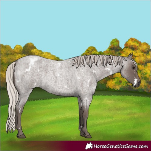 Horse Color:White Spotted Silver Blue Roan