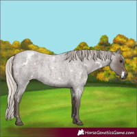 Horse Color:White Spotted Silver Blue Roan 