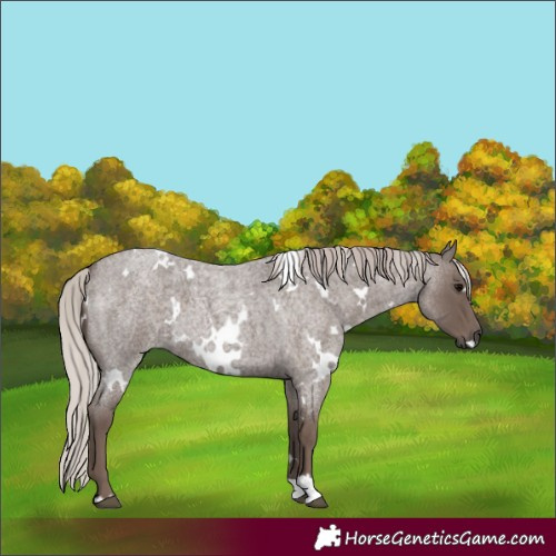 Horse Color:White Spotted Silver Blue Roan 