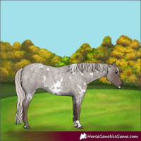 Horse Color:White Spotted Silver Blue Roan 
