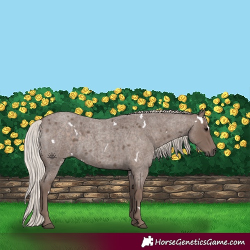 Horse Color:White Spotted Silver Blue Roan