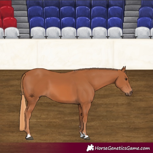 Horse Color:Chestnut 