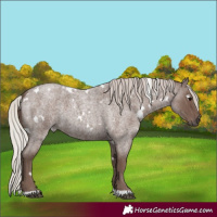 Horse Color:White Spotted Silver Blue Roan 