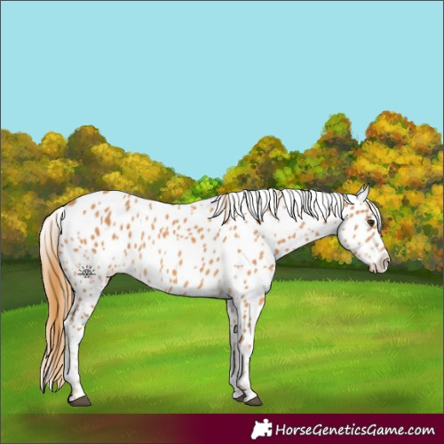 Horse Color:Chestnut Near Leopard 