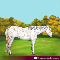 Horse Color:Chestnut Appaloosa