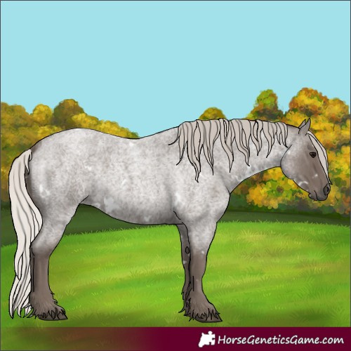 Horse Color:White Spotted Silver Blue Roan