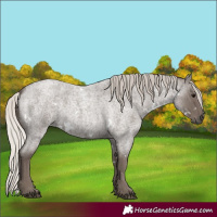 Horse Color:White Spotted Silver Blue Roan 