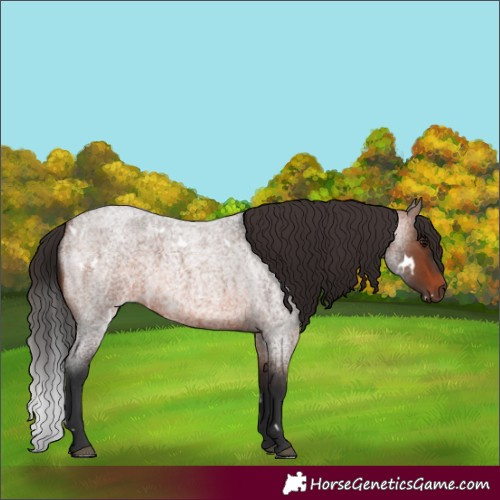 Horse Color:White Spotted Brown Roan