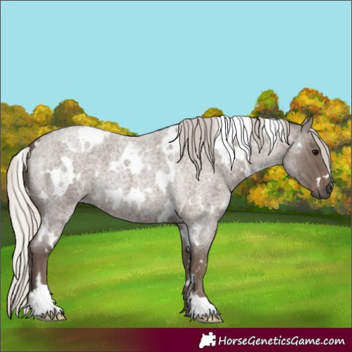 Horse Color:White Spotted Silver Blue Roan 