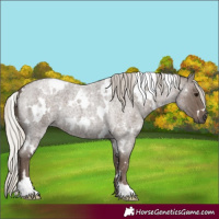 Horse Color:White Spotted Silver Blue Roan 