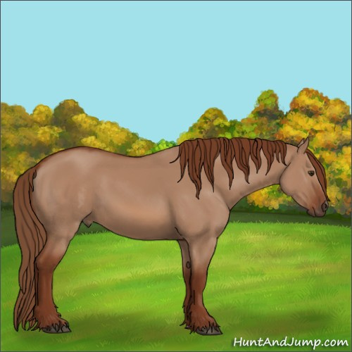 Horse Color:Red Dun