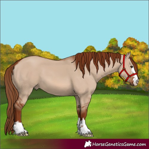 Horse Color:Red Dun 